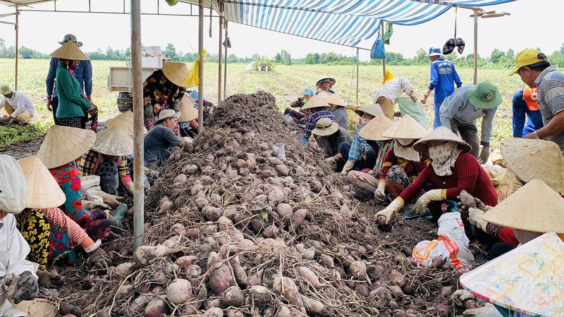 Vĩnh Long: Giá 1 ký khoai lang không bằng ly trà đá, nông dân trắng tay - Ảnh 7. Vĩnh Long: Giá 1 ký khoai lang không bằng ly trà đá, nông dân trắng tay - Ảnh 7.