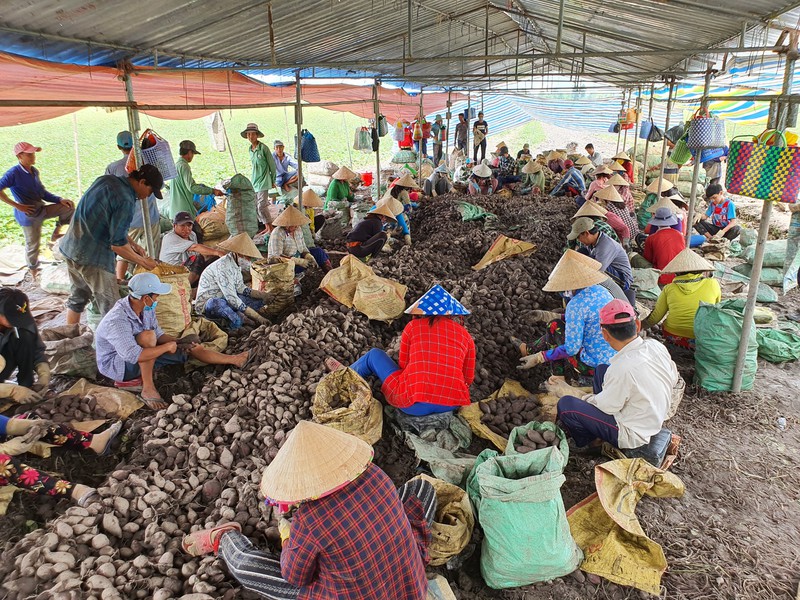 Vĩnh Long: Giá 1 ký khoai lang không bằng ly trà đá, nông dân trắng tay - Ảnh 1. Vĩnh Long: Giá 1 ký khoai lang không bằng ly trà đá, nông dân trắng tay - Ảnh 1.