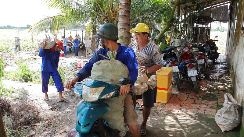 Vĩnh Long: Giá 1 ký khoai lang không bằng ly trà đá, nông dân trắng tay - Ảnh 5. Vĩnh Long: Giá 1 ký khoai lang không bằng ly trà đá, nông dân trắng tay - Ảnh 5.