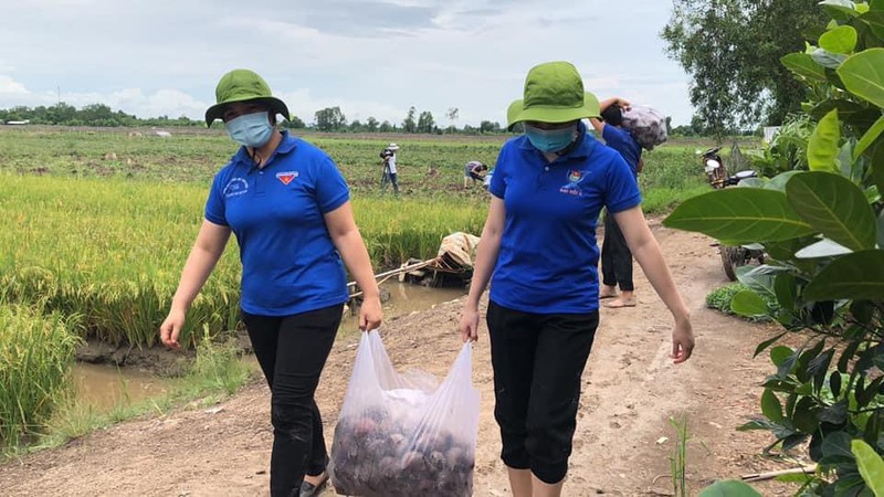 Vĩnh Long: Giá 1 ký khoai lang không bằng ly trà đá, nông dân trắng tay - Ảnh 9. Vĩnh Long: Giá 1 ký khoai lang không bằng ly trà đá, nông dân trắng tay - Ảnh 9.