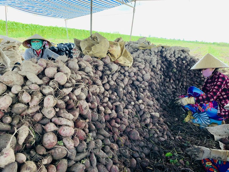 Vĩnh Long: Giá 1 ký khoai lang không bằng ly trà đá, nông dân trắng tay - Ảnh 8. Vĩnh Long: Giá 1 ký khoai lang không bằng ly trà đá, nông dân trắng tay - Ảnh 8.