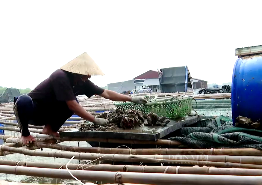 Bà Rịa – Vũng Tàu: Hội Nông dân dùng công nghệ mạng hỗ trợ tiêu thụ nông sản cho nông dân trong dịch Covid-19 - Ảnh 1.