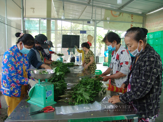 Nhân ngày quốc tế Hợp tác xã 3/7: Vai trò của HTX ngày càng quan trọng trong sản xuất nông nghiệp - Ảnh 1.