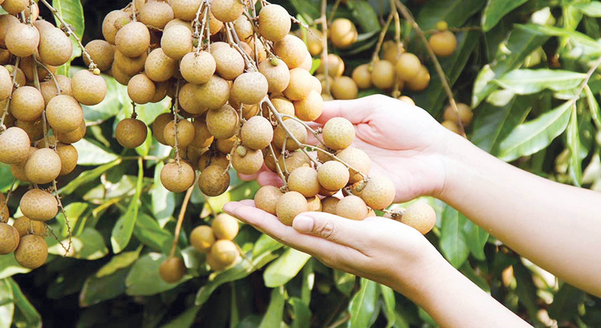 Truyện dự thi: Lên sóng - Ảnh 2.