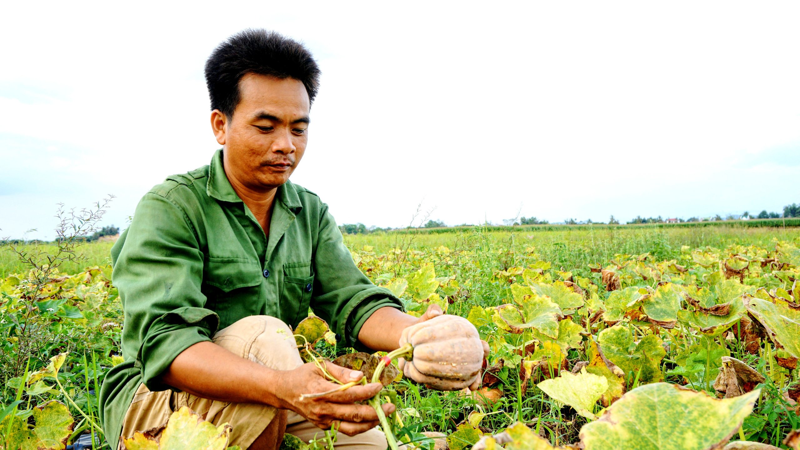 Đồng Nai: Trồng “nhà vô địch dinh dưỡng” chỉ lấy hạt, nông dân vùng miền núi nghèo khó này khấm khá - Ảnh 1.