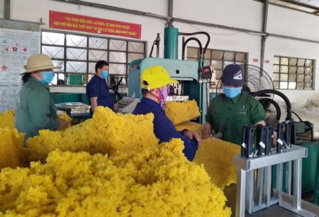 Kon Tum: Giá "vàng trắng" đang tăng lên, nông dân Sa Thầy phấn khởi vào vụ thu hoạch - Ảnh 1. Kon Tum: Giá "vàng trắng" đang tăng lên, nông dân Sa Thầy phấn khởi vào vụ thu hoạch - Ảnh 1.