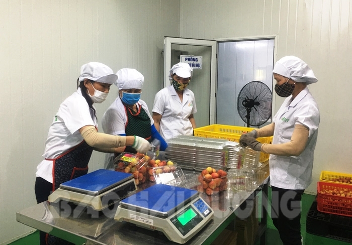 Vải thiều Hải Dương lần đầu tiên &quot;đột nhập&quot; vào xứ sở hoa quả nhiệt đới - Ảnh 1.