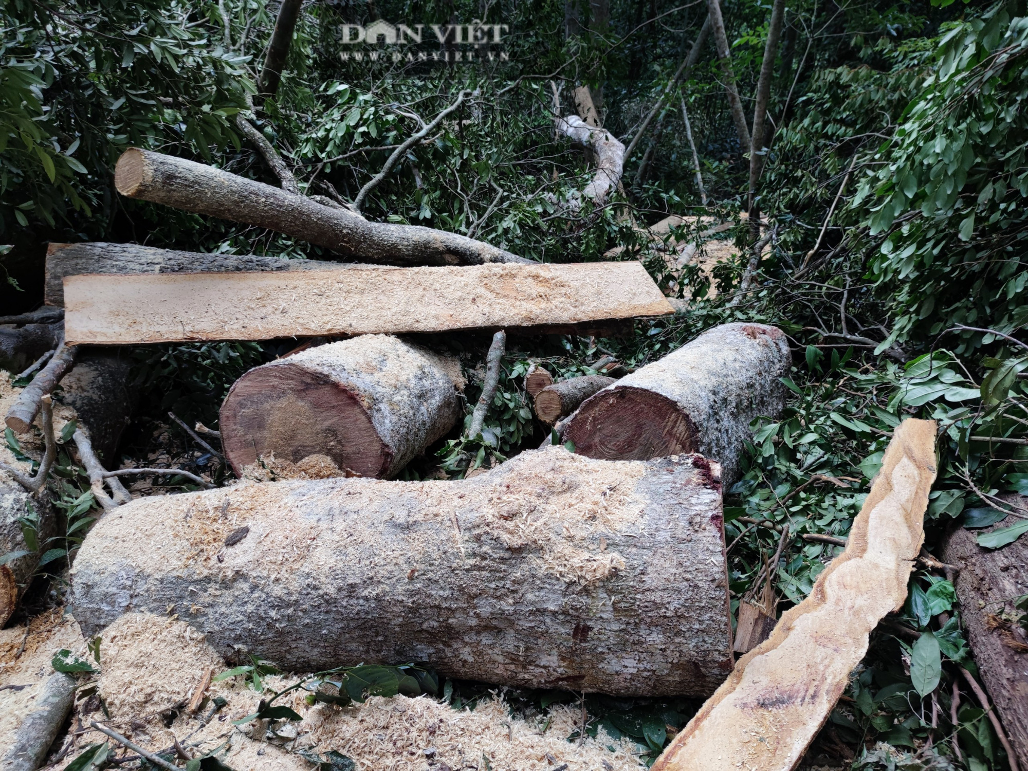 Vụ từng đoàn lâm tặc rầm rộ chuyển gỗ xuống núi: UBND xã chỉ quản lý 1 tiểu khu rừng vẫn bị phá “tan hoang” - Ảnh 6.