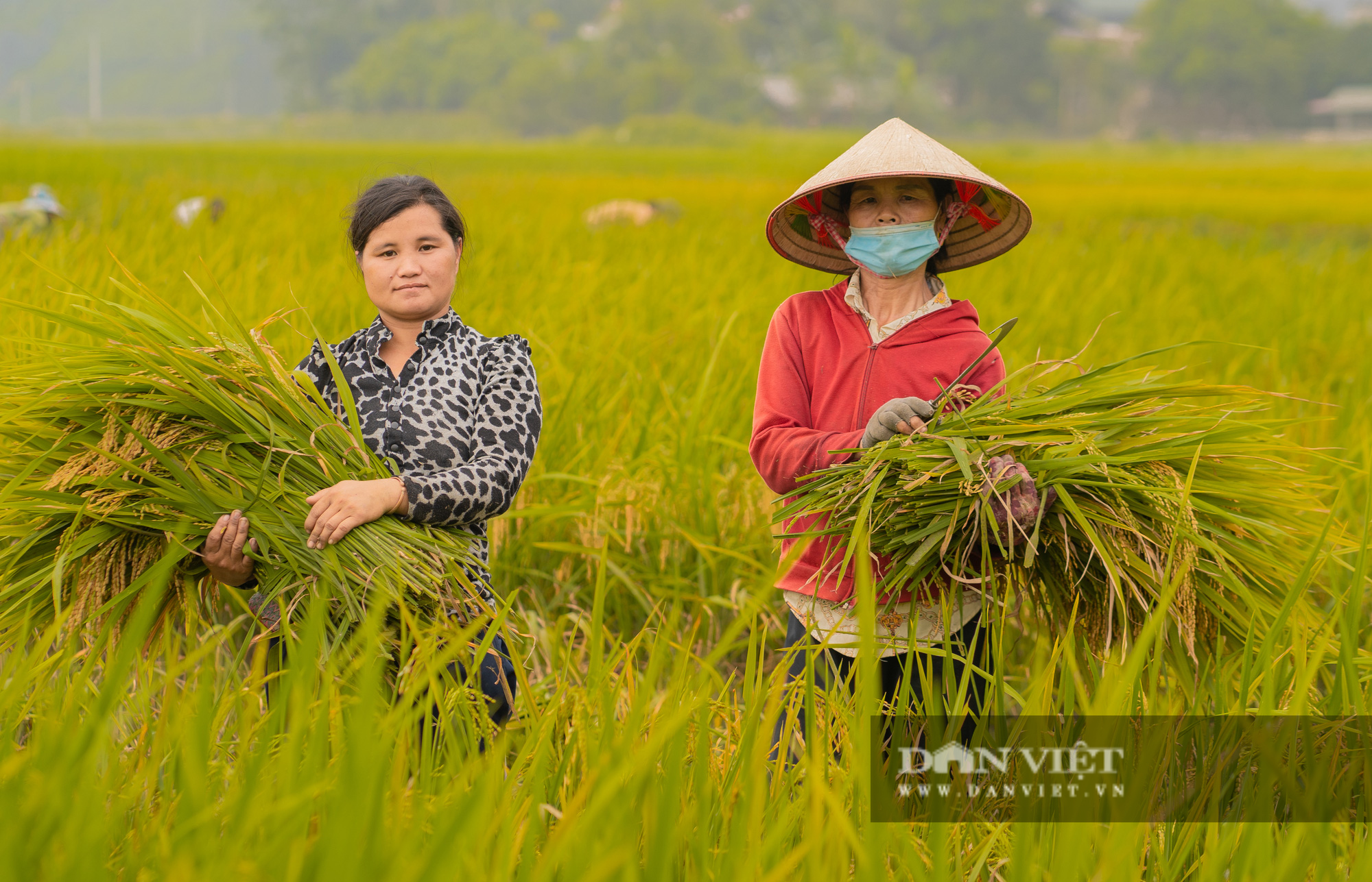 Mùa lúa chín ở Yên Bái - Ảnh 4.