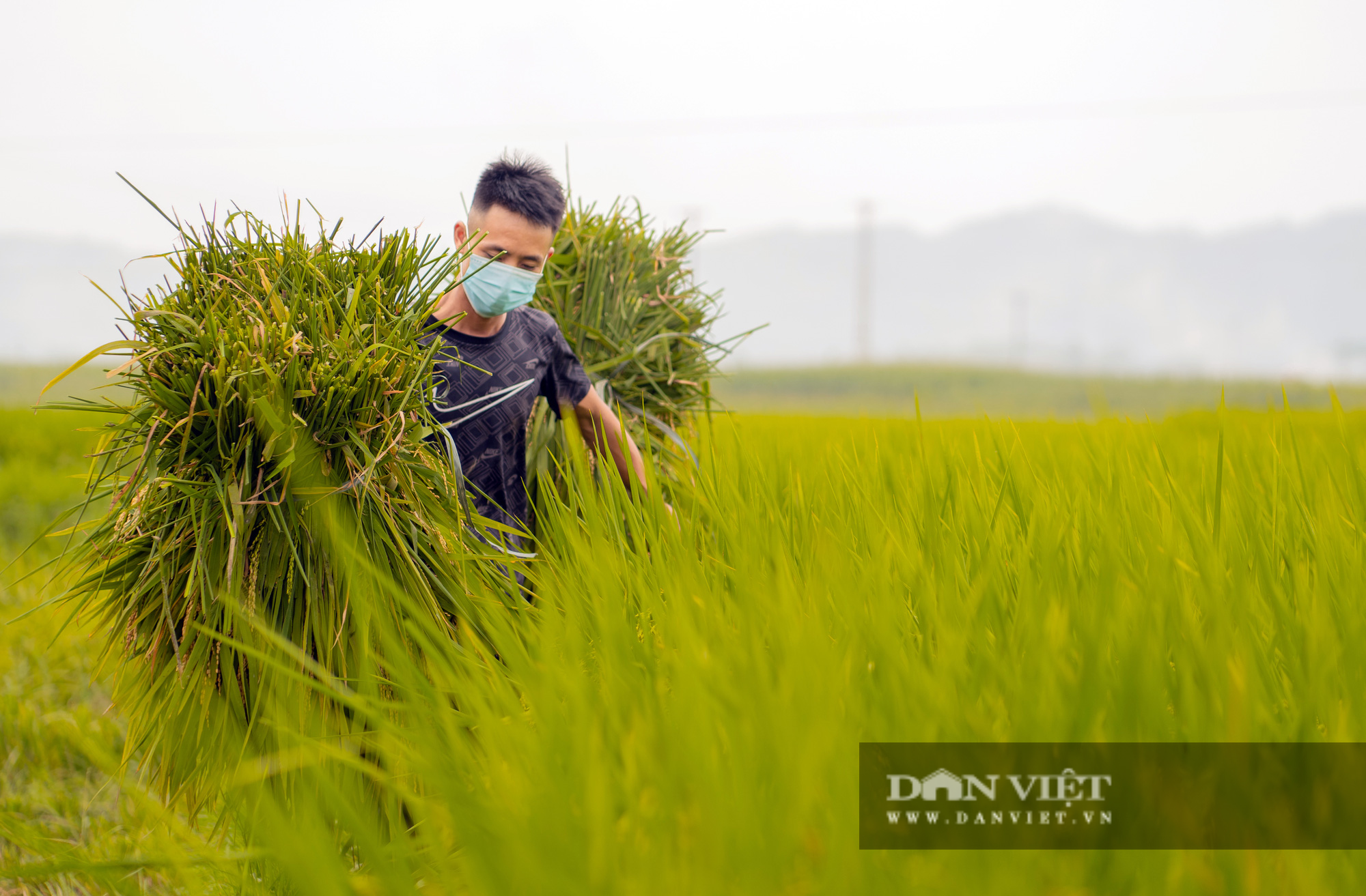 Mùa lúa chín ở Yên Bái - Ảnh 6.