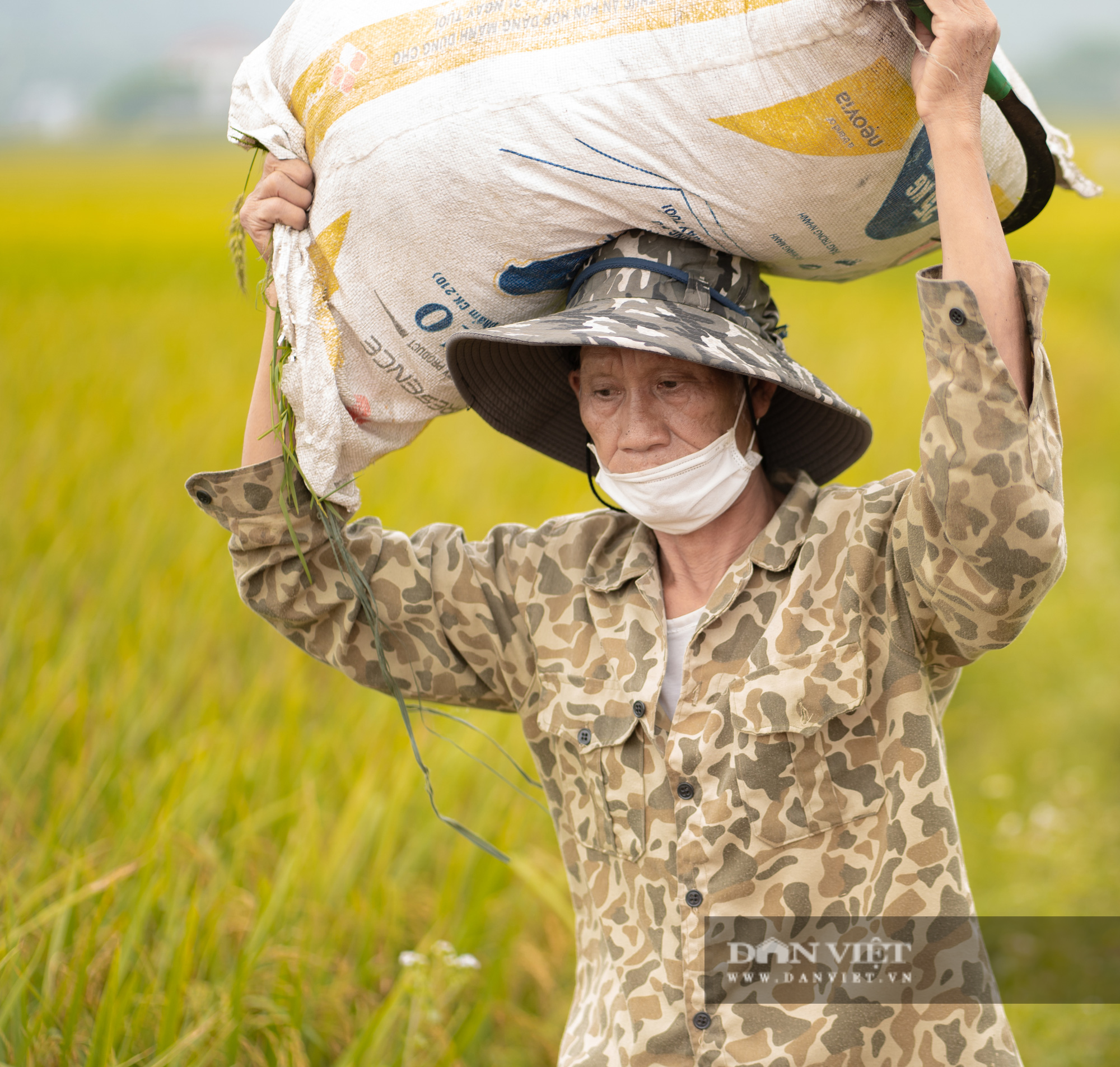 Mùa lúa chín ở Yên Bái - Ảnh 8.