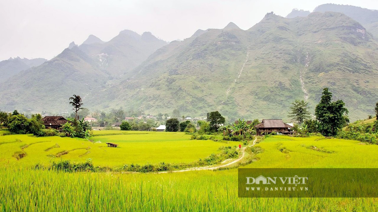 Mùa lúa chín ở Yên Bái - Ảnh 9.
