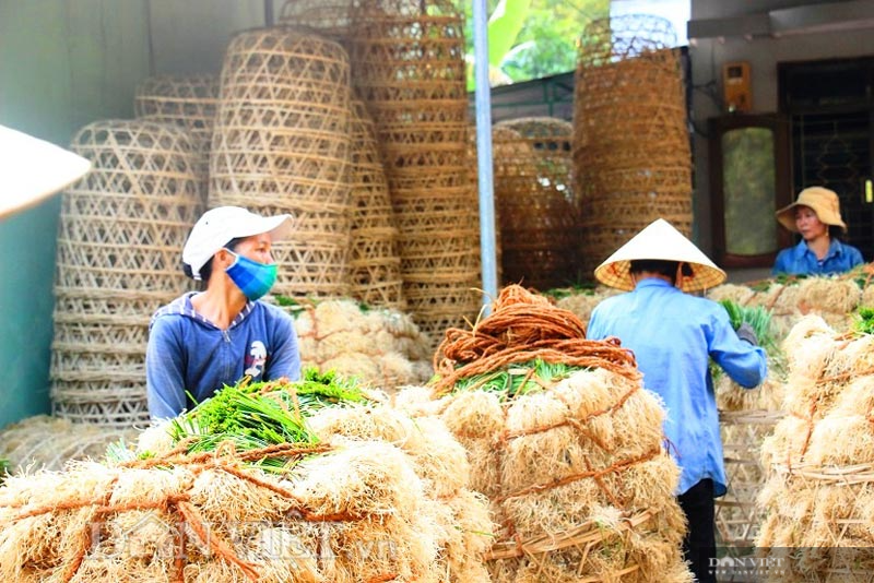 Trồng thứ củ trắng, lá xanh, nằm vùi dưới đất, nông dân miền núi Bình Định đón thành quả bất ngờ  - Ảnh 1.