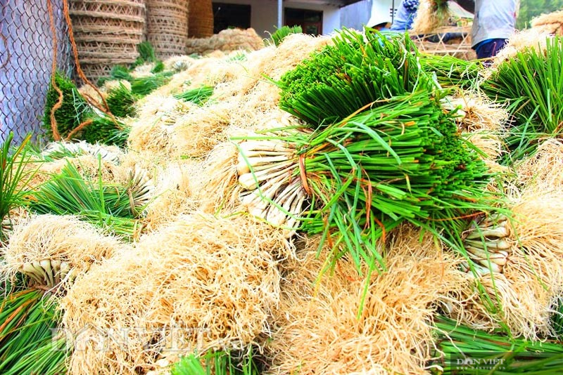 Trồng thứ củ trắng, lá xanh, nằm vùi dưới đất, nông dân miền núi Bình Định đón thành quả bất ngờ  - Ảnh 3.