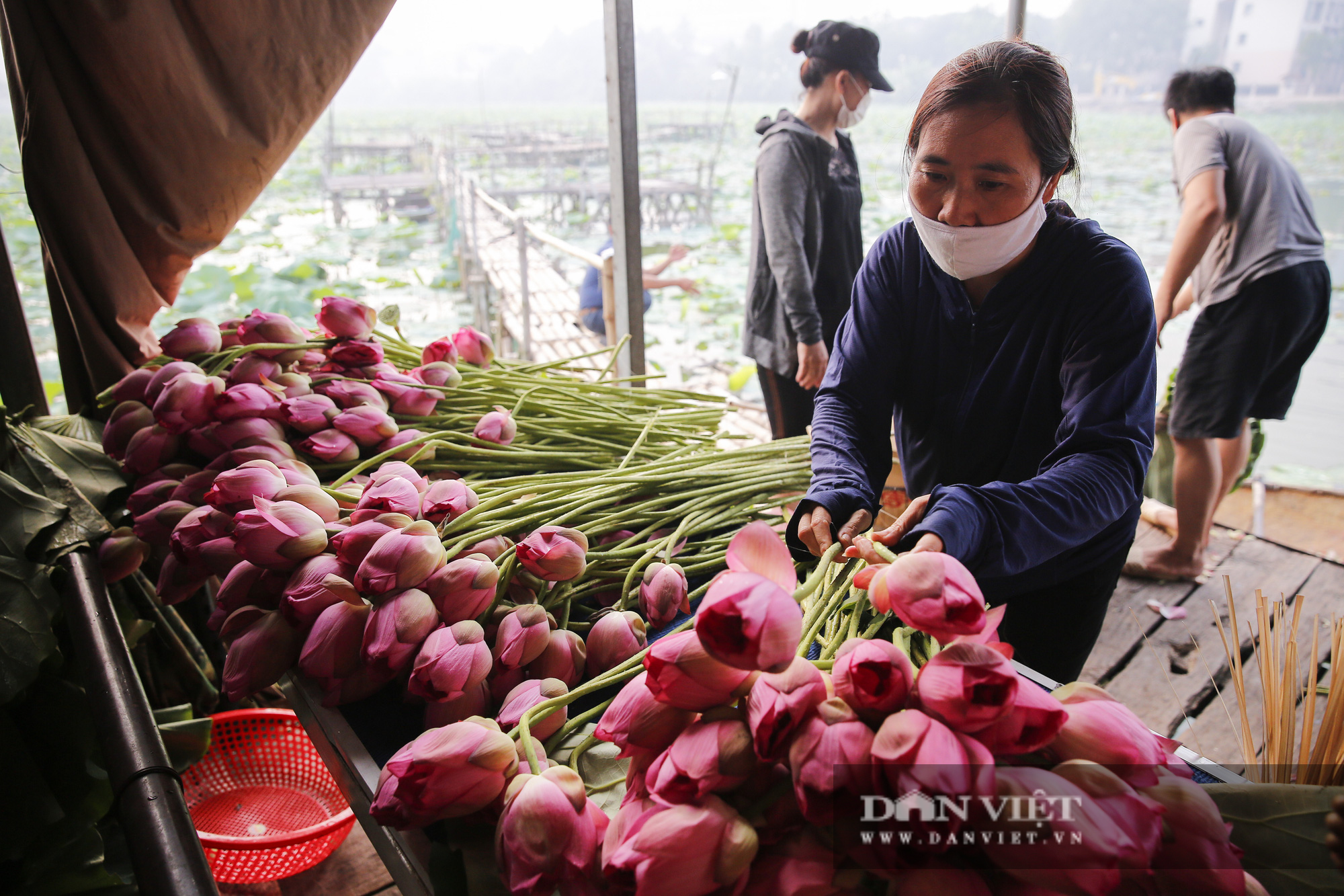 Người trồng sen hồ Tây tất bật thu hoạch, bán bao nhiêu cũng hết - Ảnh 7.
