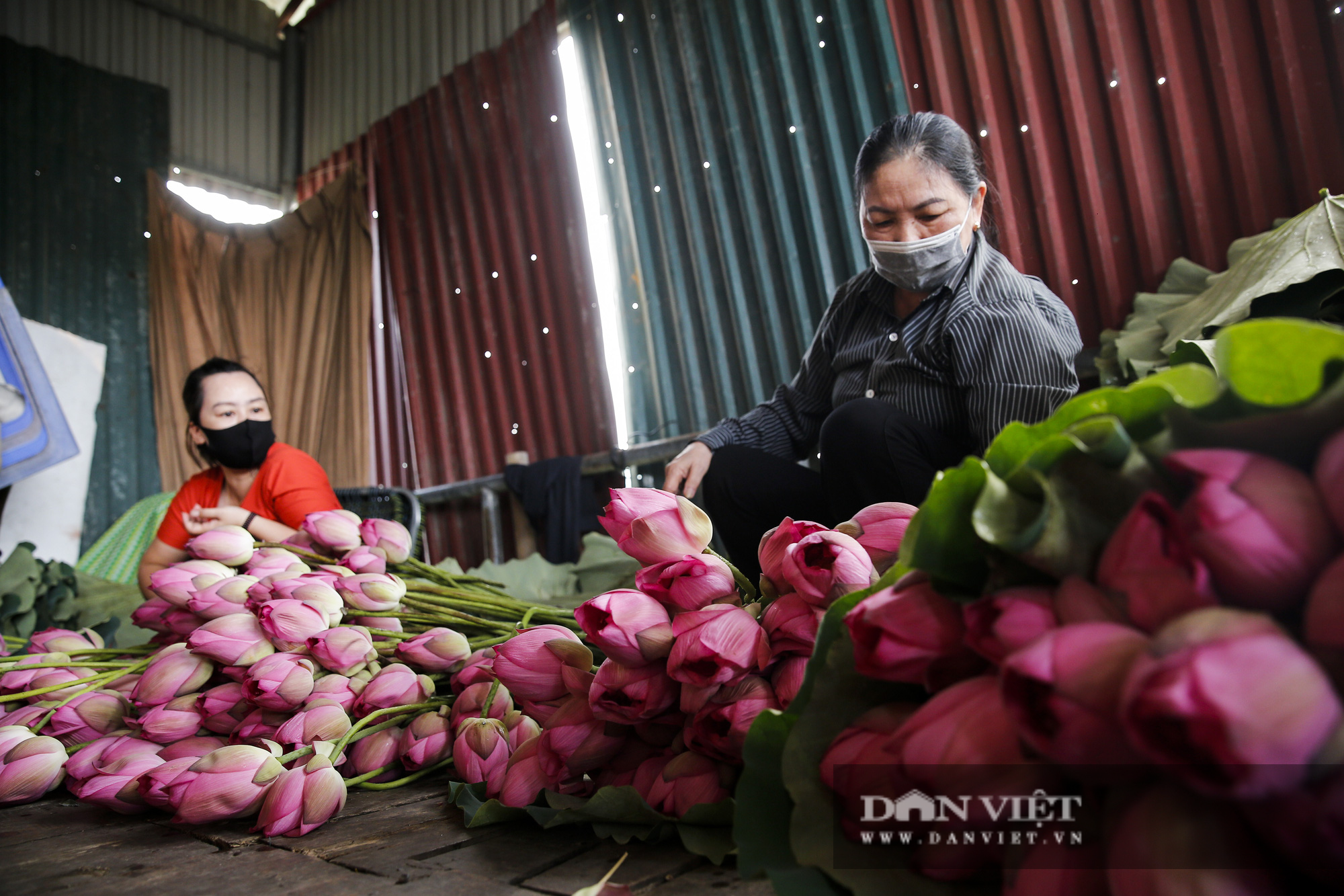 Người trồng sen hồ Tây tất bật thu hoạch, bán bao nhiêu cũng hết - Ảnh 9.