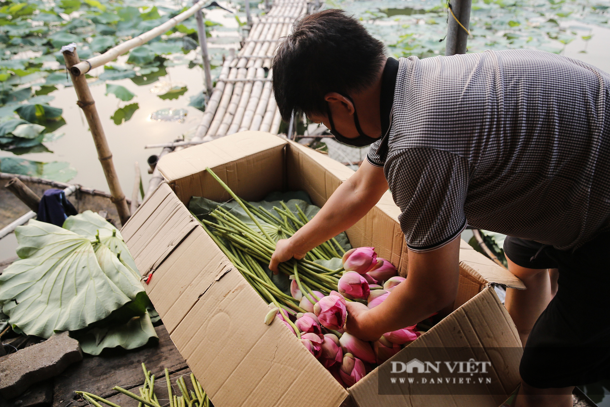 Người trồng sen hồ Tây tất bật thu hoạch, bán bao nhiêu cũng hết - Ảnh 12.