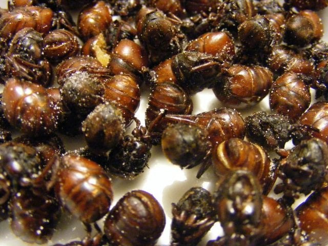 Loài kiến có cái mông rất to là đặc sản lạ thơm ngon như bì lợn chiên giòn - Ảnh 2.