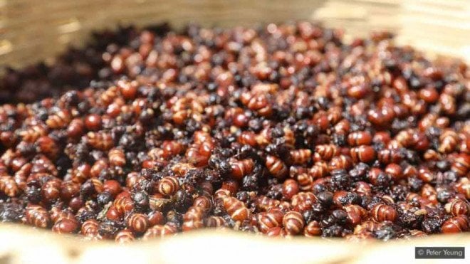 Loài kiến có cái mông rất to là đặc sản lạ thơm ngon như bì lợn chiên giòn - Ảnh 5.