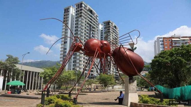 Loài kiến có cái mông rất to là đặc sản lạ thơm ngon như bì lợn chiên giòn - Ảnh 8.