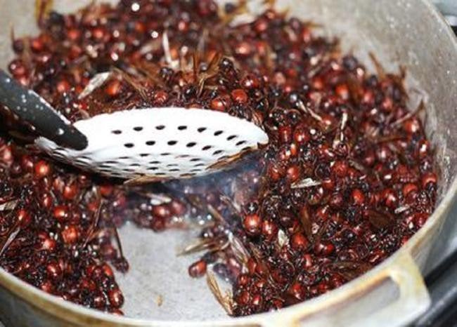 Loài kiến có cái mông rất to là đặc sản lạ thơm ngon như bì lợn chiên giòn - Ảnh 7.