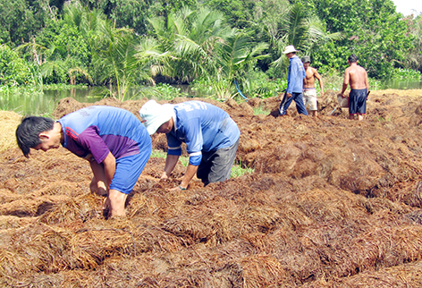 Hậu Giang: Giá bán loại nấm ăn ngọt lừ này tăng cao, nông dân ra đồng hối hả đắp ụ trồng - Ảnh 1.