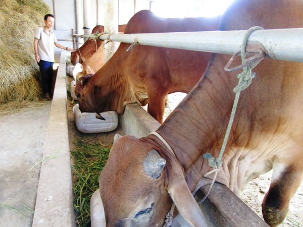 Trồng cỏ, nuôi nhốt nhốt bò hội viên tăng thu nhập - Ảnh 1.