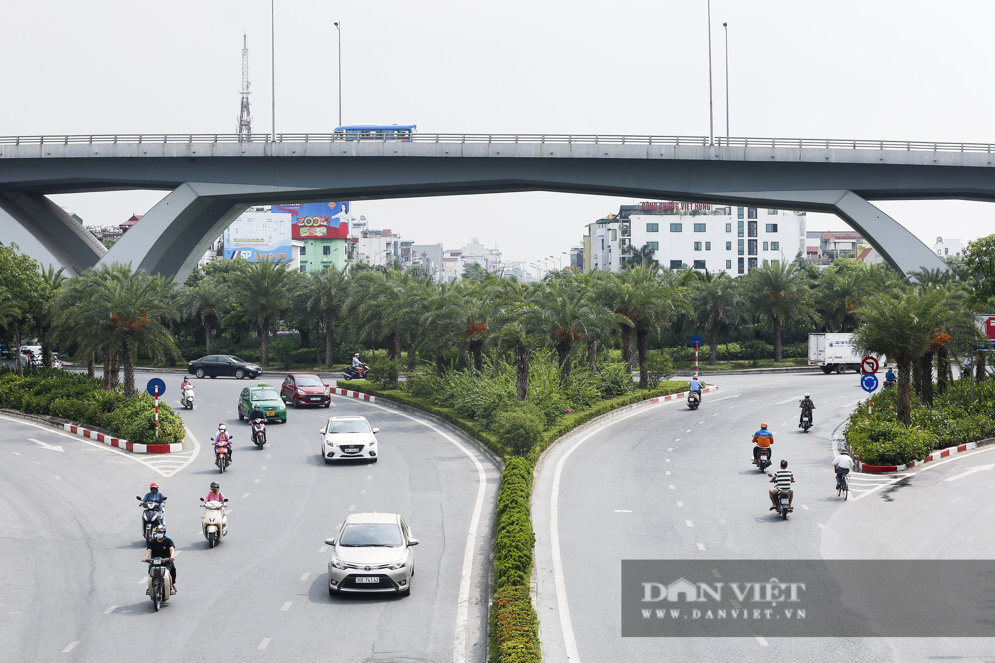 Thích thú với tán lá “vương miện” cùng quả màu vàng sai chi chít của loài cây chống biến đổi khí hậu - Ảnh 1.