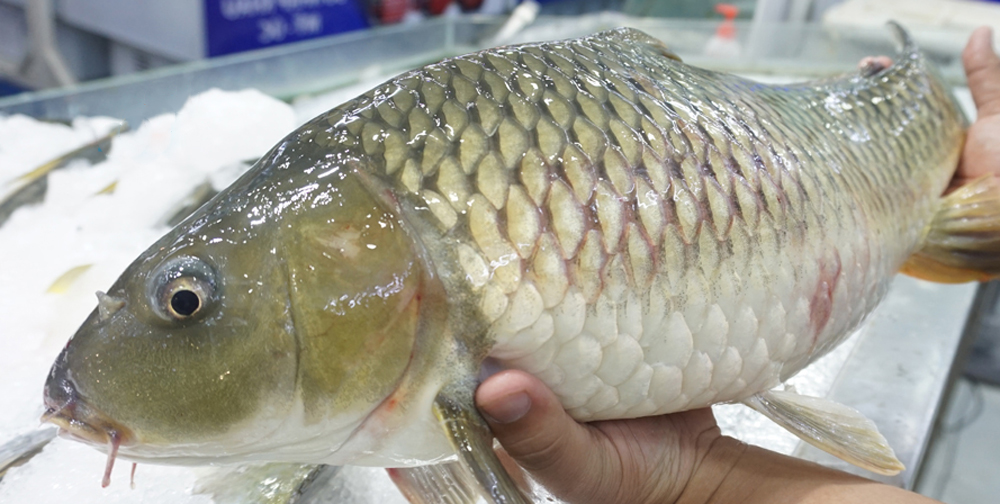 Hà Nội vị lòng cá - Ảnh 1.