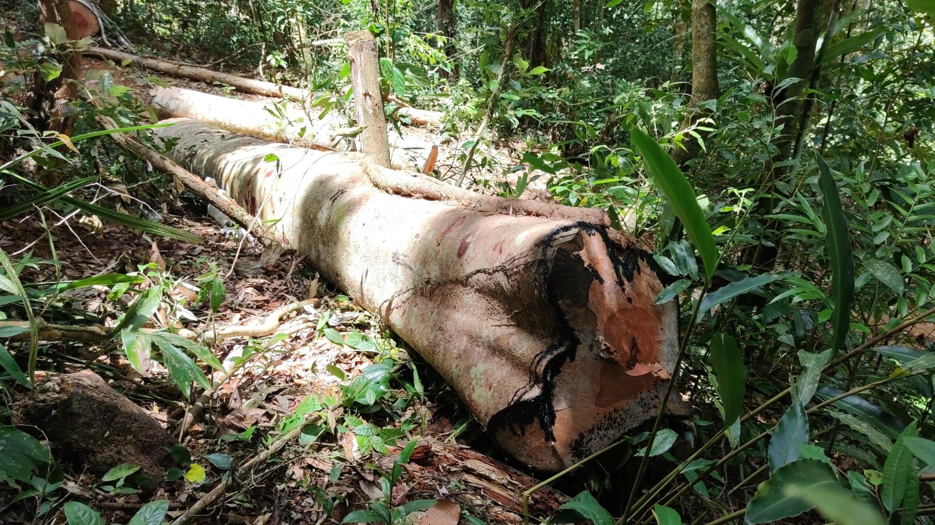 Rừng bị phá “tan hoang”: Phát hiện thêm hàng chục gốc mới, nằm ngoài báo cáo - Ảnh 5.