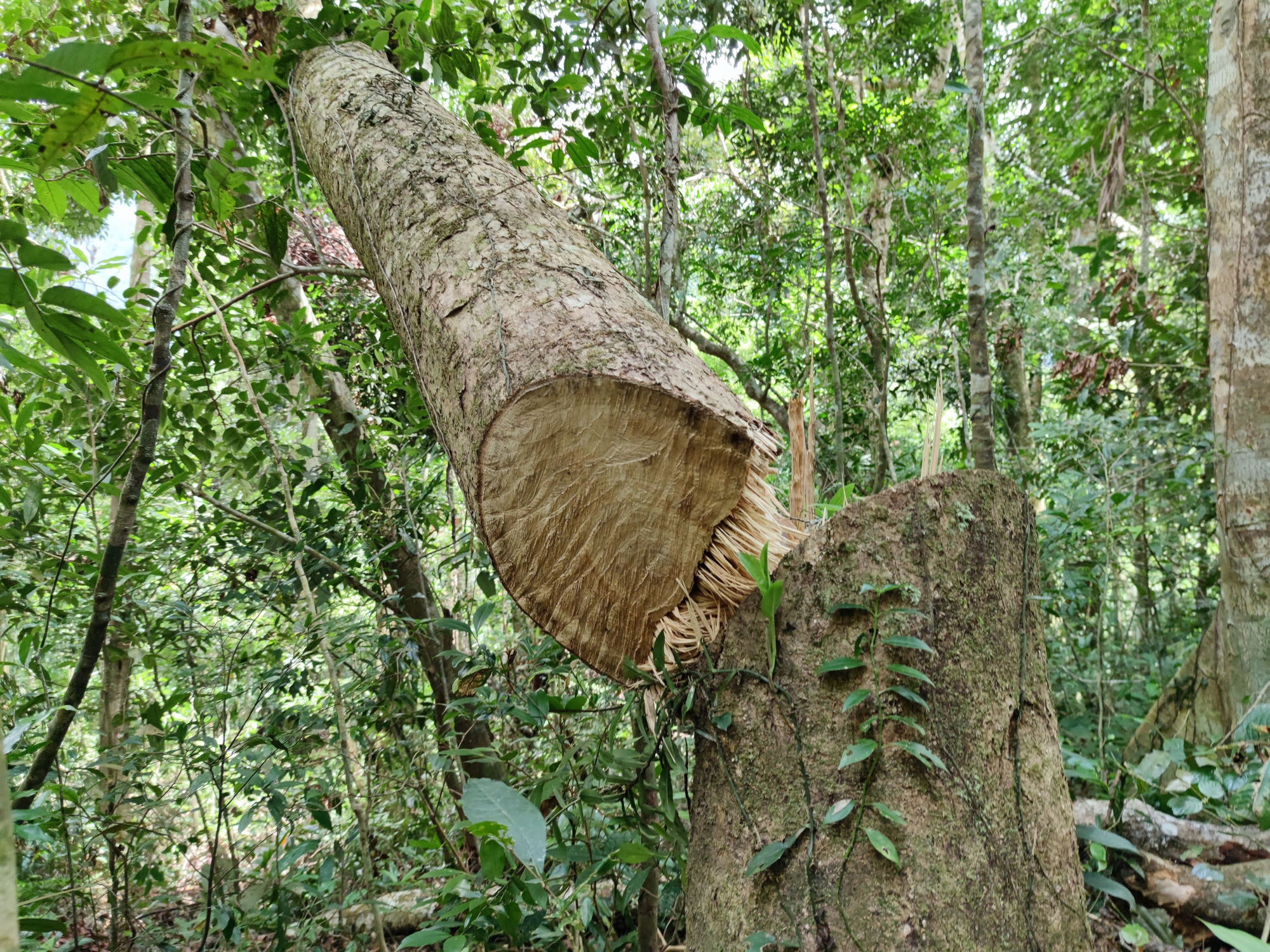 Rừng bị phá “tan hoang”: Phát hiện thêm hàng chục gốc mới, nằm ngoài báo cáo - Ảnh 4.