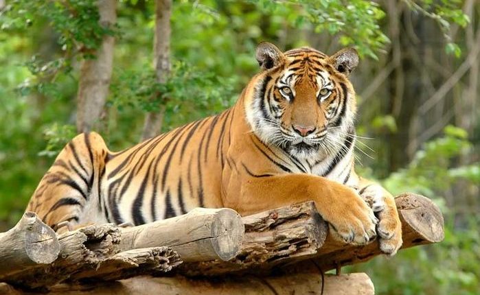 Đầu tháng 5 Âm lịch, 3 con giáp tài lộc nở rộ, kinh doanh trúng quả đậm - Ảnh 1.