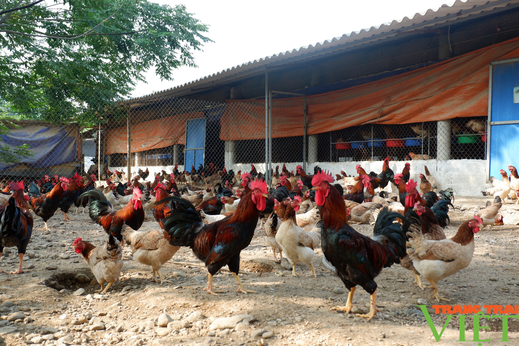 Hòa Bình: Đệm lót sinh học là &quot;bí kíp&quot; giúp nông dân chăn nuôi gà an toàn, thu tiền tỷ mỗi năm - Ảnh 4.