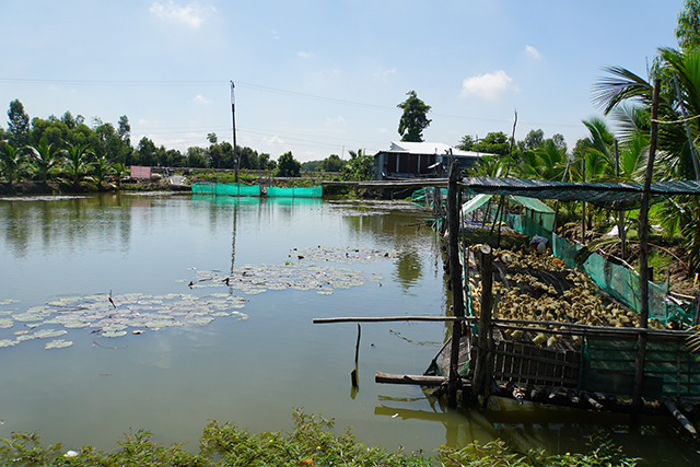 Đồng Tháp: Anh nông dân nuôi cá đồng kết hợp nuôi vịt, trồng lúa, bất ngờ thu nhập cao gấp 3-4 lần độc canh - Ảnh 1.