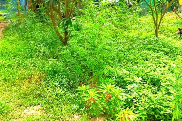 Người nước ngoài trồng cần sa trên mảnh đất 3.000m2 ở bãi giữa sông Hồng, xử lý thế nào? - Ảnh 1.