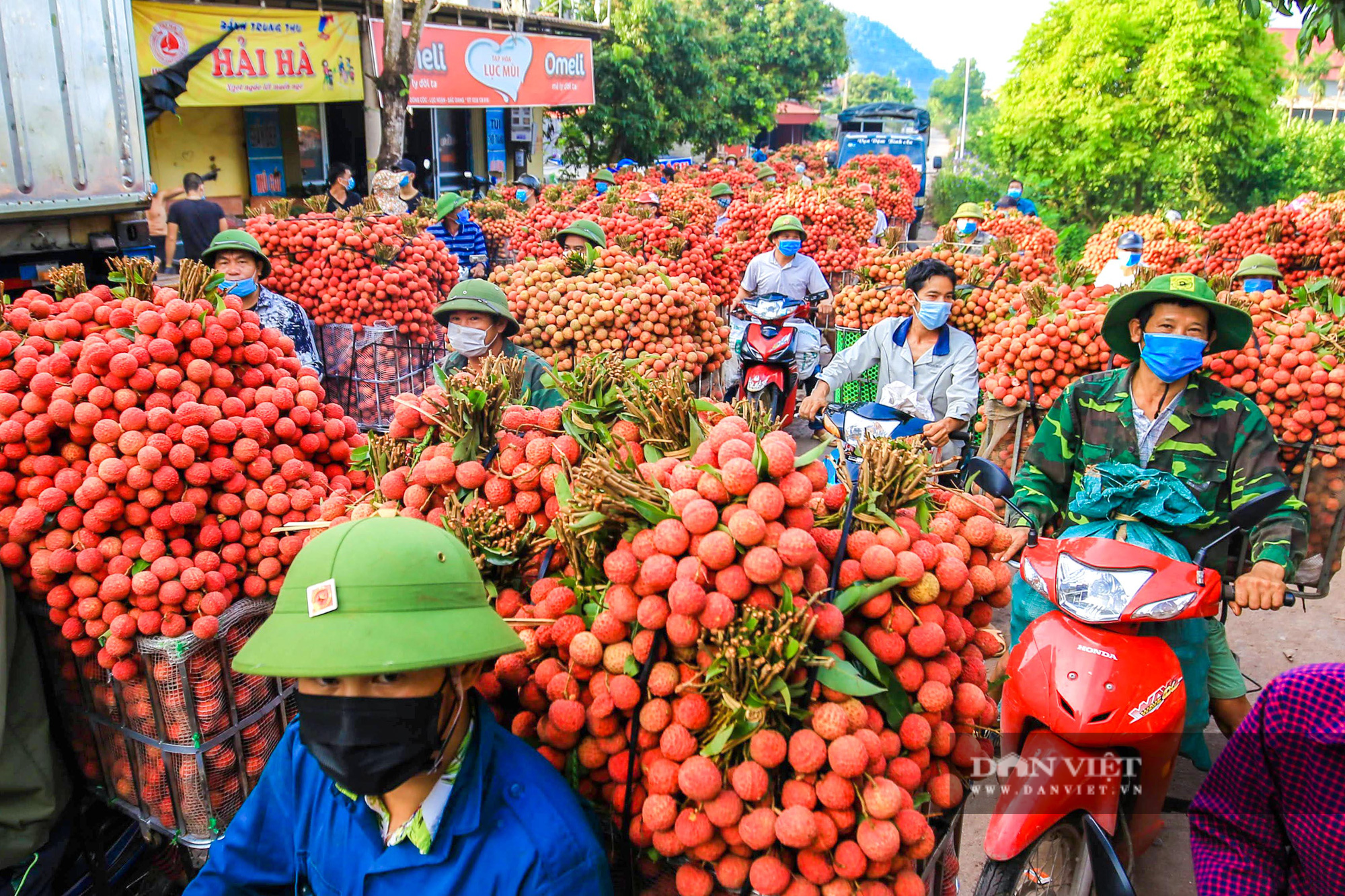 Vải thiều chín rộ đỏ ửng theo lưng nông dân đi tiêu thụ