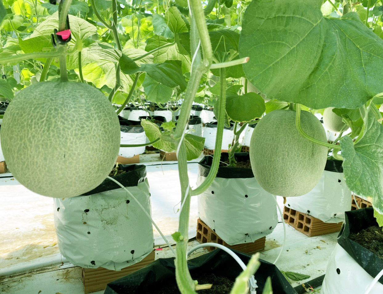 Bạc Liêu: Cán bộ Hội trồng dưa lưới để giới thiệu đến nông dân - Ảnh 6.