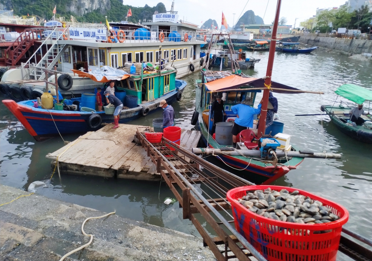Hải sản Vân Đồn rớt giá thấp nhất từ trước tới nay - Ảnh 1.