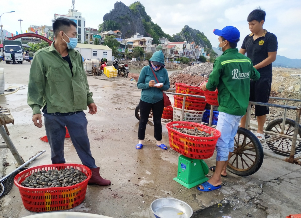 Hải sản Vân Đồn rớt giá thấp nhất từ trước tới nay - Ảnh 2.