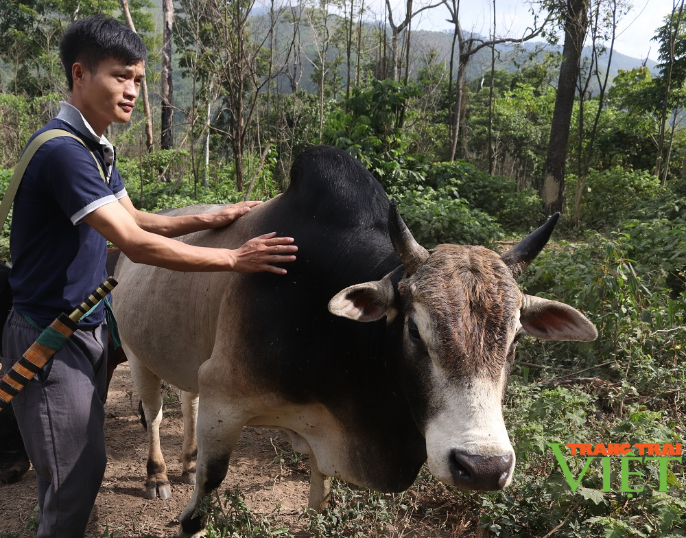 Pá Kạch nâng cao thu nhập cho người dân - Ảnh 2.