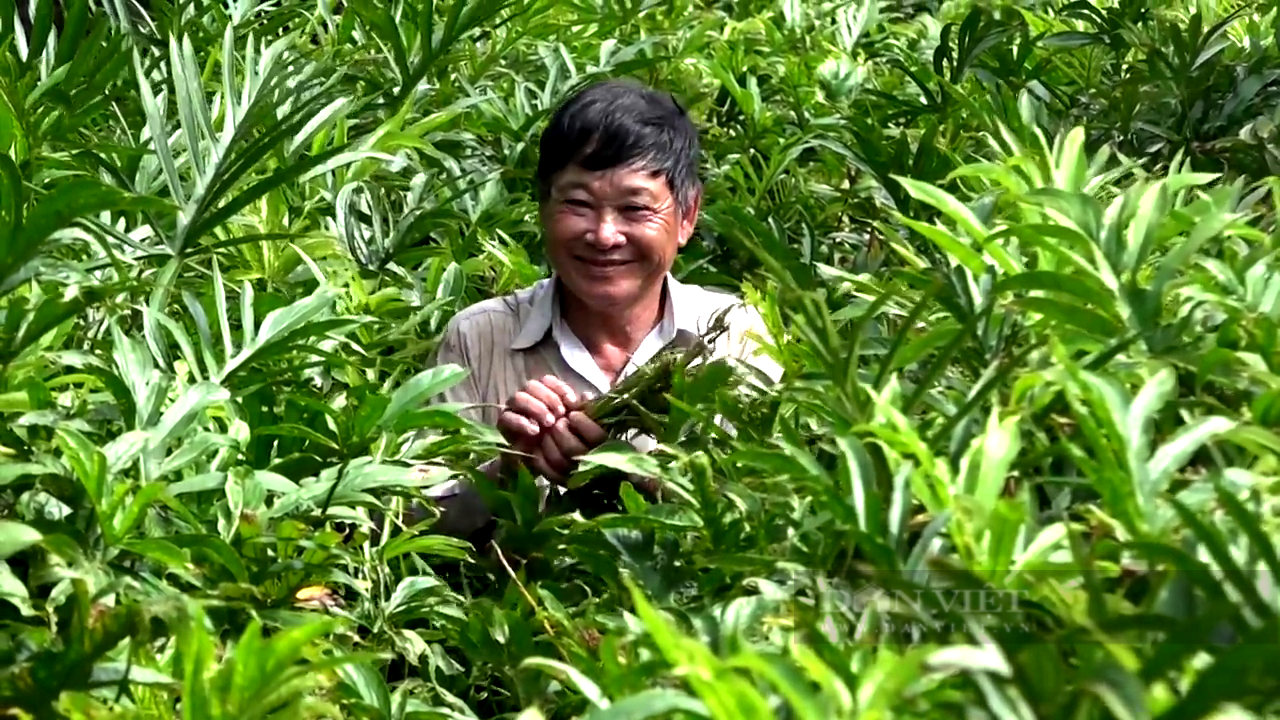 TP.HCM: Nhàn nhã trồng loại rau dại, một thời chống đói, ông nông dân thu 200 triệu mỗi năm - Ảnh 3.