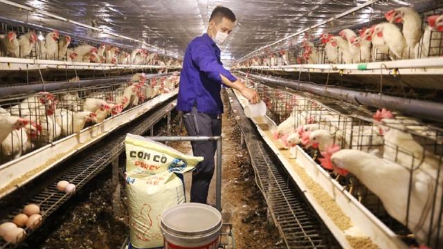 Không tự chủ được về con giống, thức ăn, ngành chăn nuôi khó phát triển bền vững - Ảnh 1. Không tự chủ được về con giống, thức ăn, ngành chăn nuôi khó phát triển bền vững - Ảnh 1.