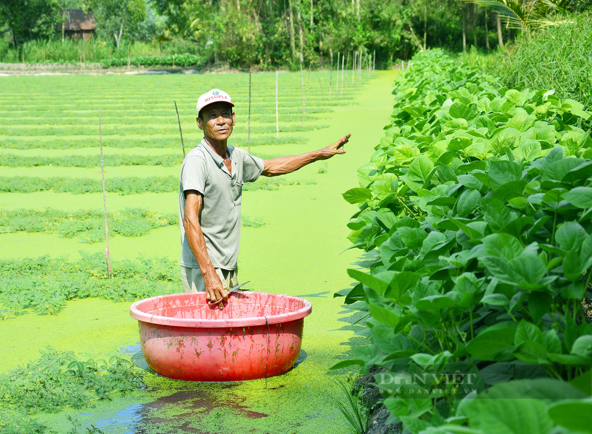 Kiên Giang: Trồng loại rau bò lúc nhúc trên mặt nước, “một vốn bốn lời” - Ảnh 3.