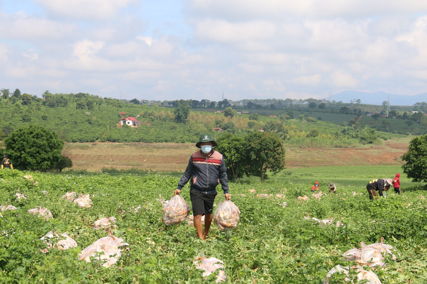 Anh nông dân "chơi lớn", gửi tặng người dân TPHCM cả vườn cải trăm triệu - Ảnh 2. Anh nông dân "chơi lớn", gửi tặng người dân TPHCM cả vườn cải trăm triệu - Ảnh 2.