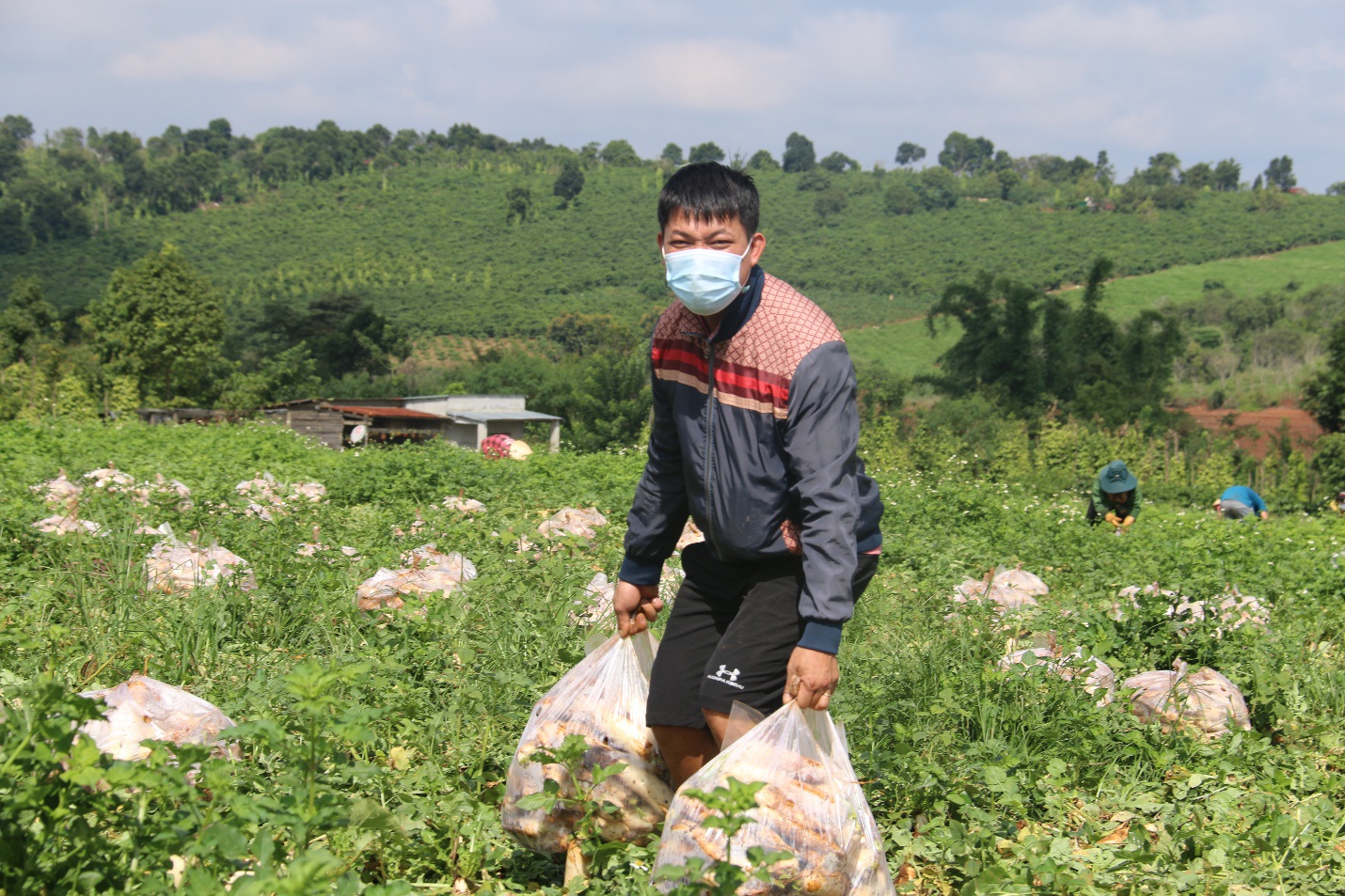 Anh nông dân "chơi lớn", gửi tặng người dân TPHCM cả vườn cải trăm triệu - Ảnh 3. Anh nông dân "chơi lớn", gửi tặng người dân TPHCM cả vườn cải trăm triệu - Ảnh 3.