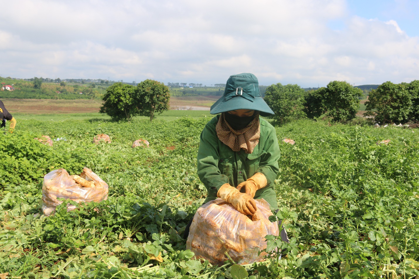 Anh nông dân "chơi lớn", gửi tặng người dân TPHCM cả vườn cải trăm triệu - Ảnh 6. Anh nông dân "chơi lớn", gửi tặng người dân TPHCM cả vườn cải trăm triệu - Ảnh 6.