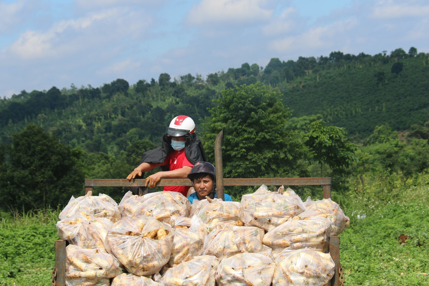 Anh nông dân "chơi lớn", gửi tặng người dân TPHCM cả vườn cải trăm triệu - Ảnh 9. Anh nông dân "chơi lớn", gửi tặng người dân TPHCM cả vườn cải trăm triệu - Ảnh 9.