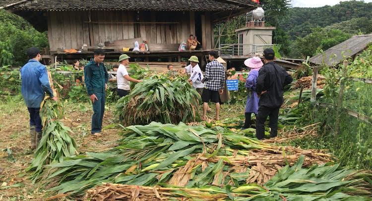 Bắc Kạn: Trồng ngô không thấy bẻ bắp, cắt thân bán mà nông dân vẫn lãi ra trò - Ảnh 1.