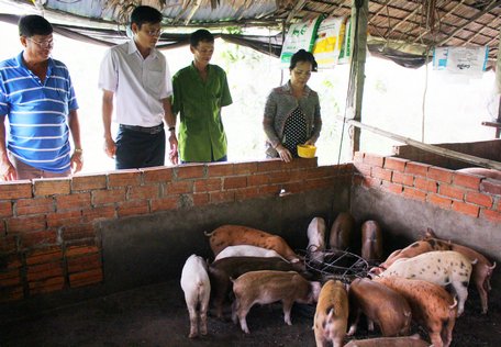 Vĩnh Long: Nuôi loài heo tên nghe quý tộc với diện tích 200m2, ông nông dân thu gọn nửa tỷ trong tay - Ảnh 1. Vĩnh Long: Nuôi loài heo tên nghe quý tộc với diện tích 200m2, ông nông dân thu gọn nửa tỷ trong tay - Ảnh 1.