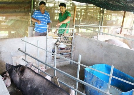 Vĩnh Long: Nuôi loài heo tên nghe quý tộc với diện tích 200m2, ông nông dân thu gọn nửa tỷ trong tay - Ảnh 3. Vĩnh Long: Nuôi loài heo tên nghe quý tộc với diện tích 200m2, ông nông dân thu gọn nửa tỷ trong tay - Ảnh 3.